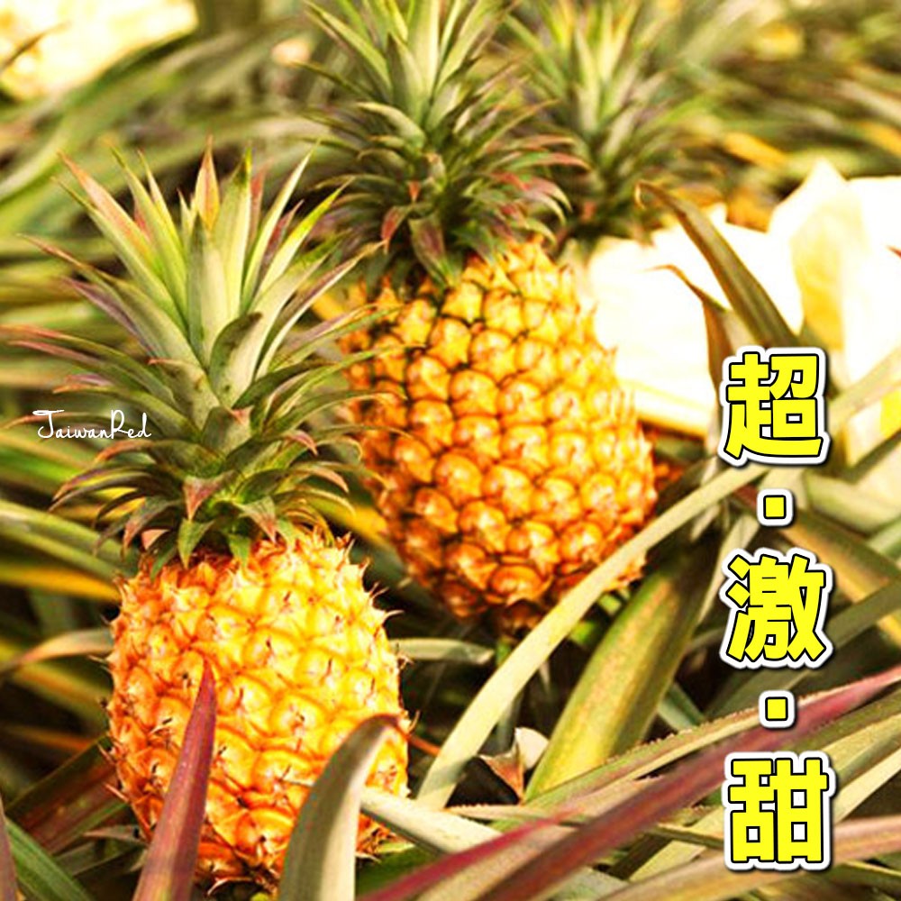 屏東龍泉蜜鳳梨