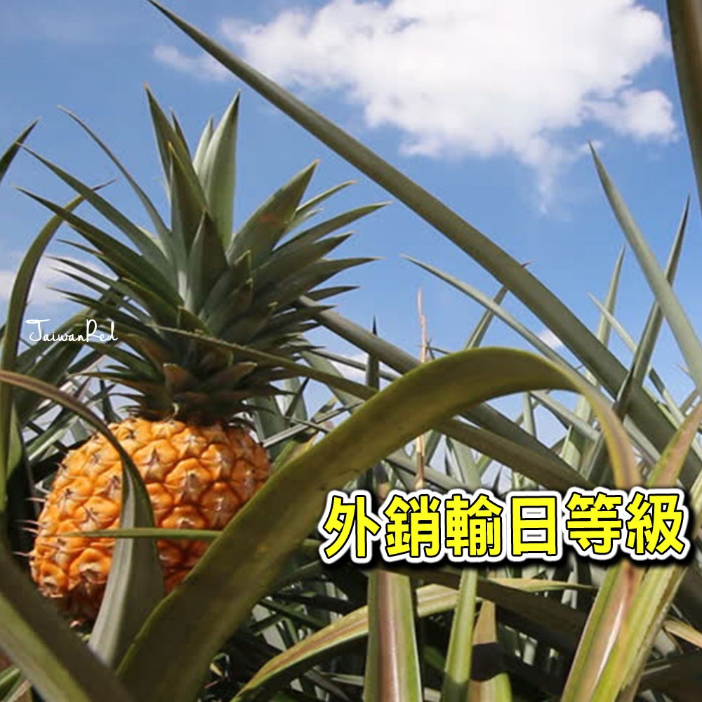 屏東龍泉蜜鳳梨
