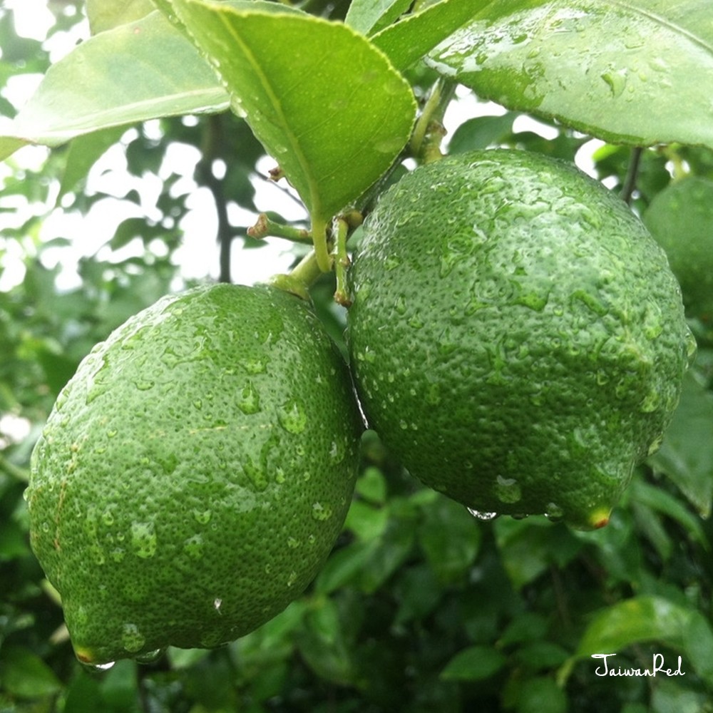 帝寶農場無毒檸檬
