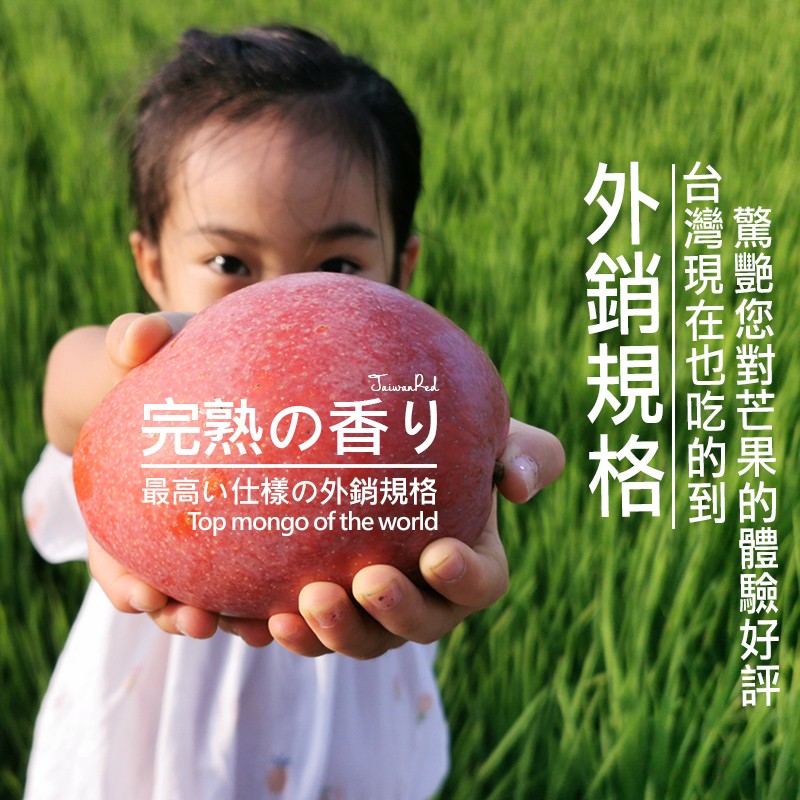 屏東枋山愛文芒果