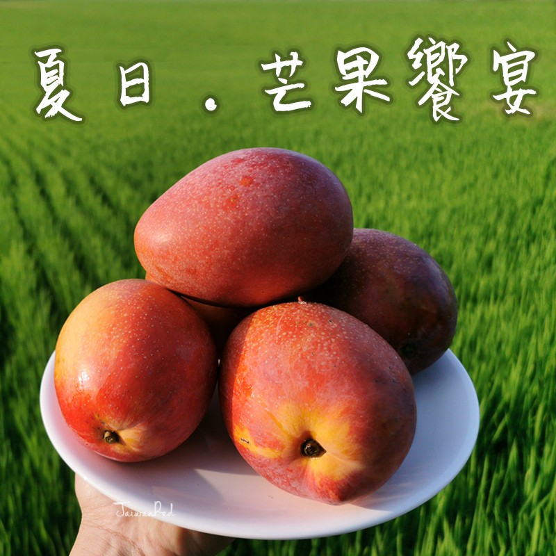 屏東枋山愛文芒果