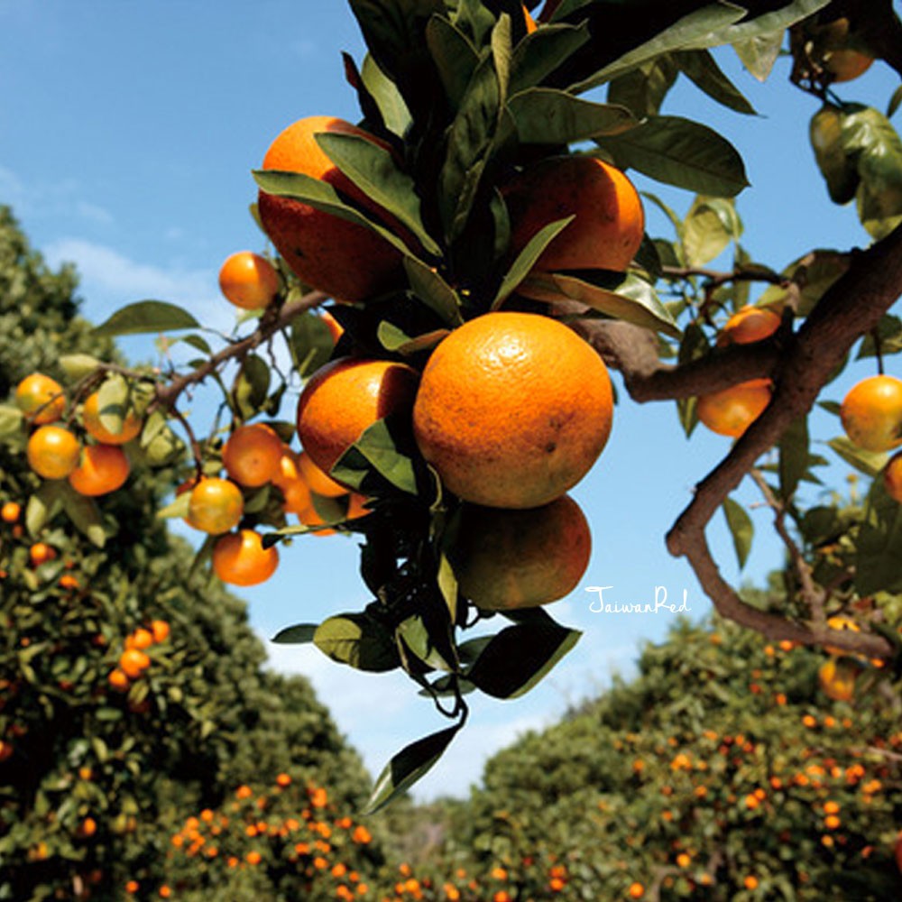 10斤裝-迷你珍珠砂糖橘