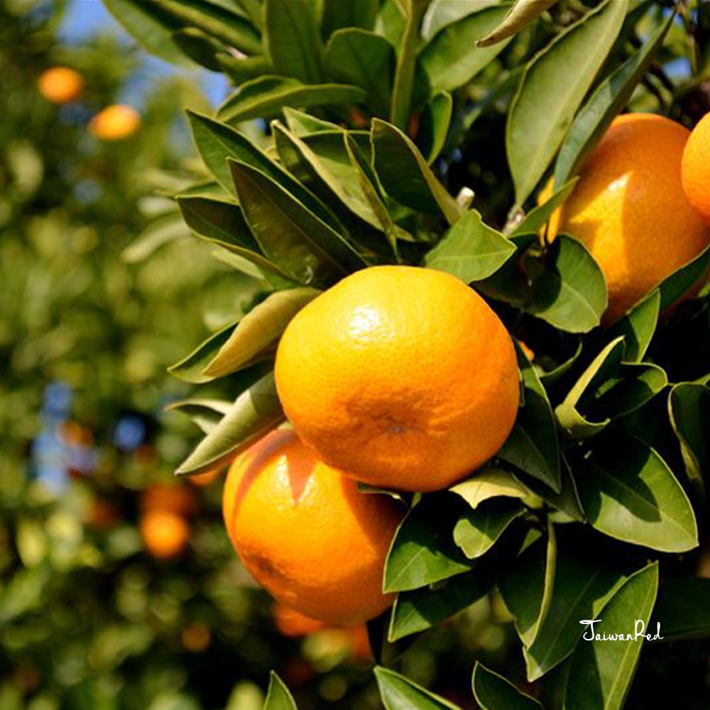 3 斤裝-迷你珍珠砂糖橘